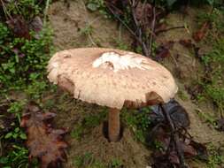 Image of Macrolepiota excoriata (Schaeff.) Wasser 1978