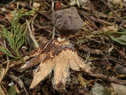 Image of Geastrum coronatum Pers. 1801