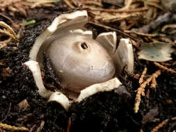 Image of Geastrum coronatum Pers. 1801