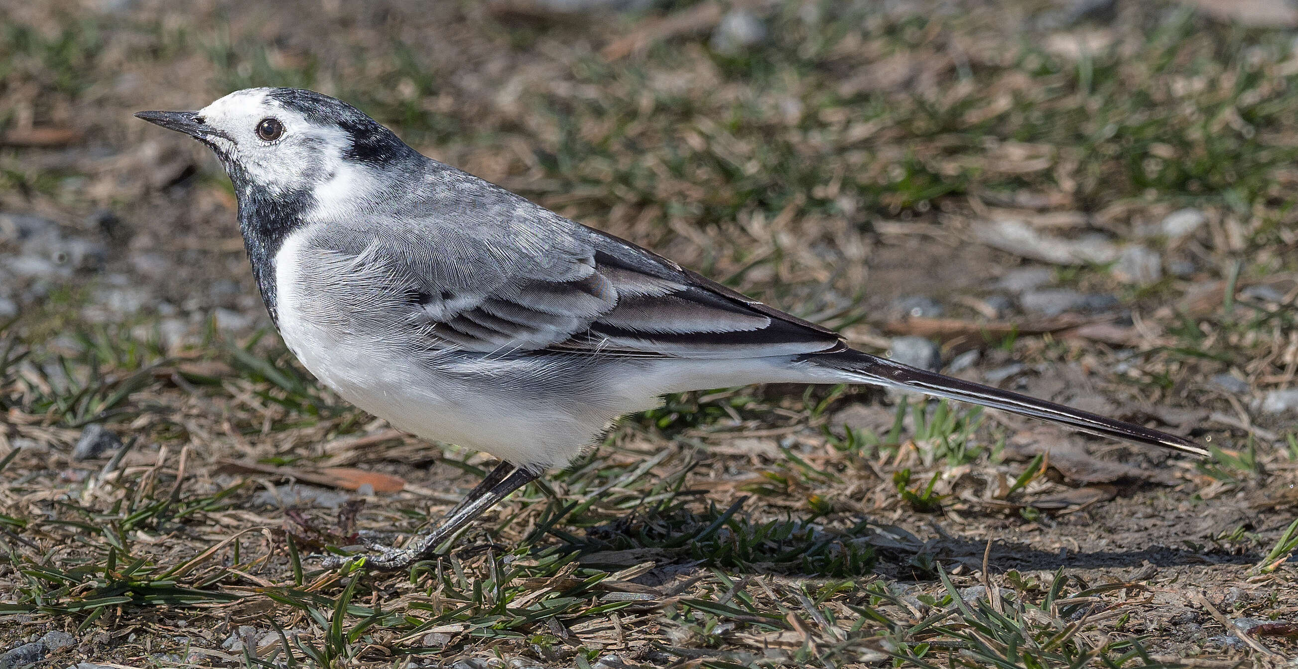 Image of Pied Wagtail and White Wagtail