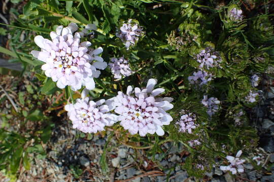 Plancia ëd Iberis gibraltarica L.