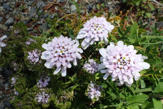 Plancia ëd Iberis gibraltarica L.