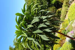 Plancia ëd Echium pininana Webb & Berth.