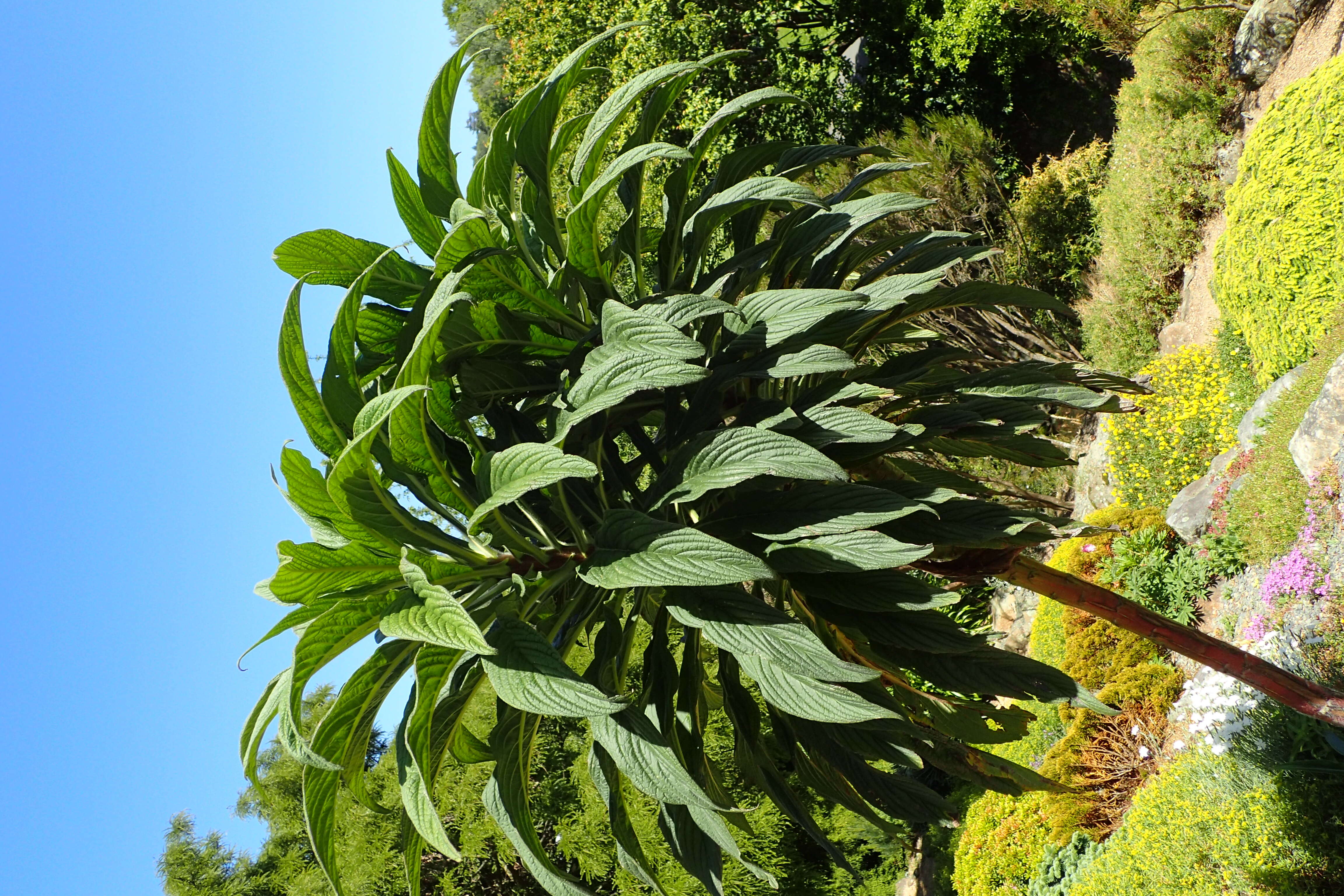 Plancia ëd Echium pininana Webb & Berth.