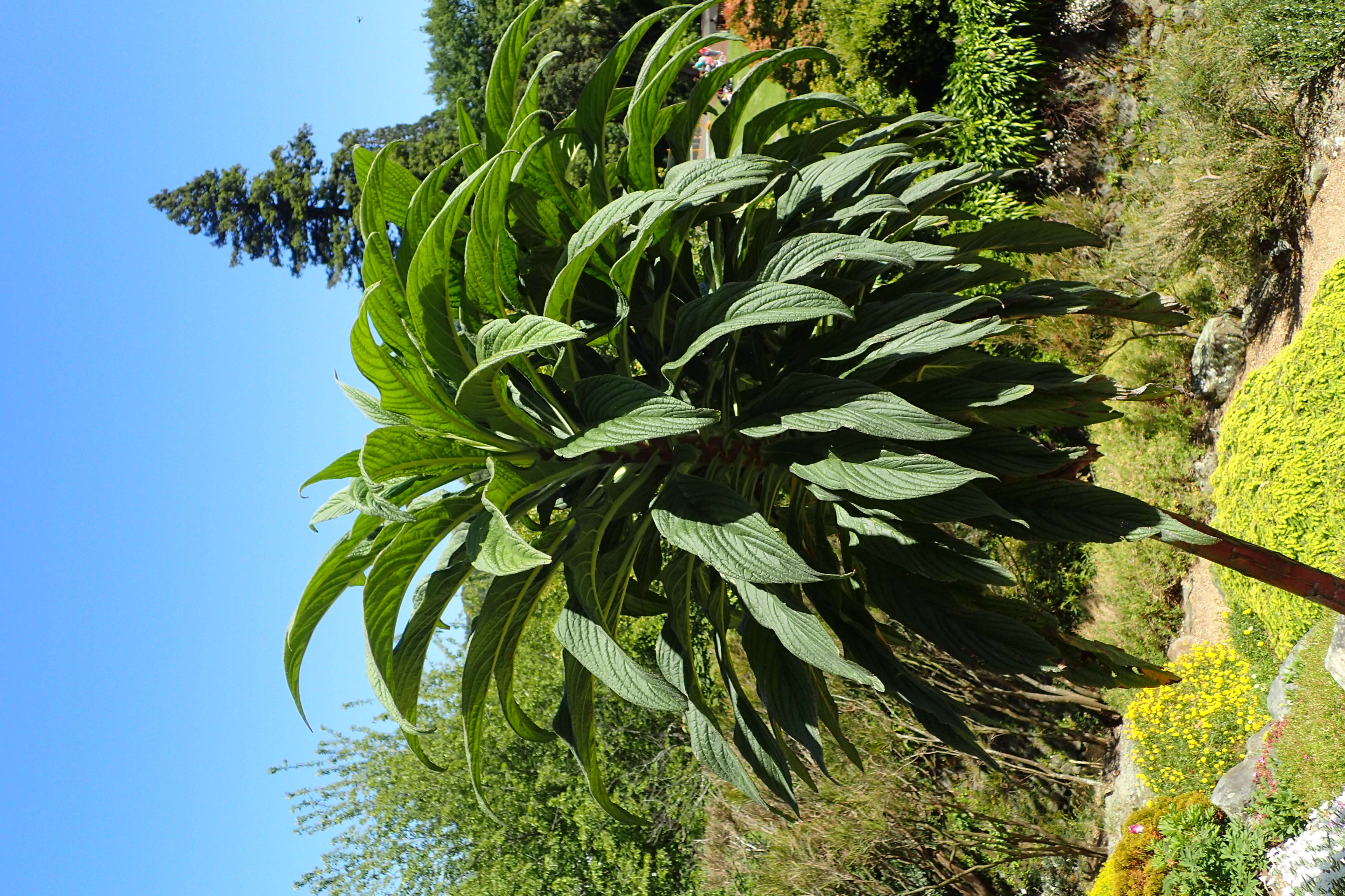 Plancia ëd Echium pininana Webb & Berth.