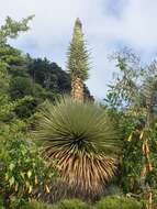 Image de Puya raimondii Harms