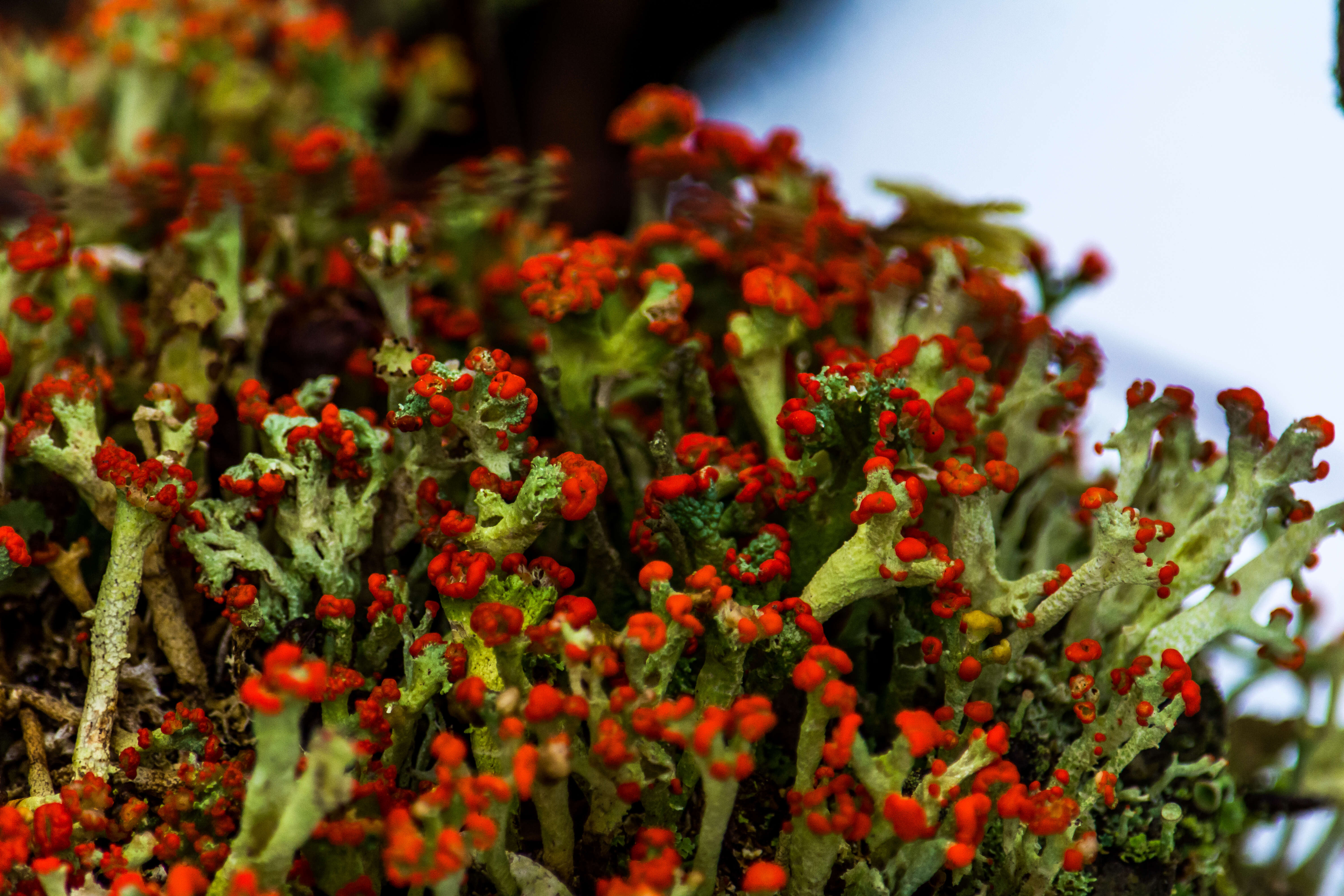 Image of cup lichen