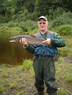 Image of Atlantic Salmon