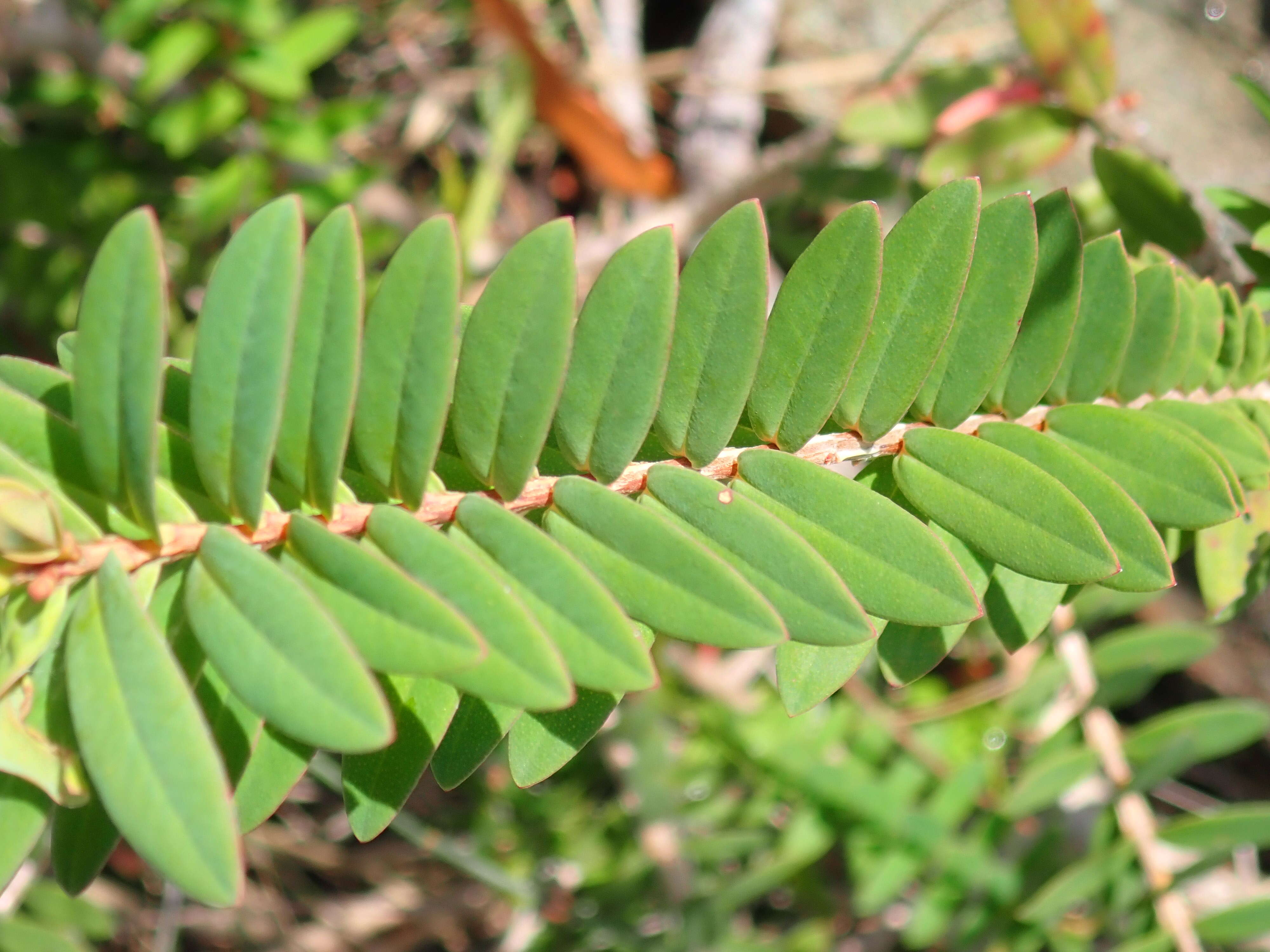 Image of Melaleuca hypericifolia Sm.