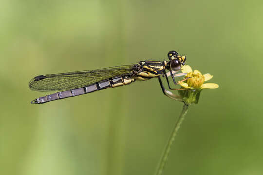 Image of Dancing Jewel