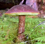 Image of Aureoboletus mirabilis (Murrill) Halling 2015