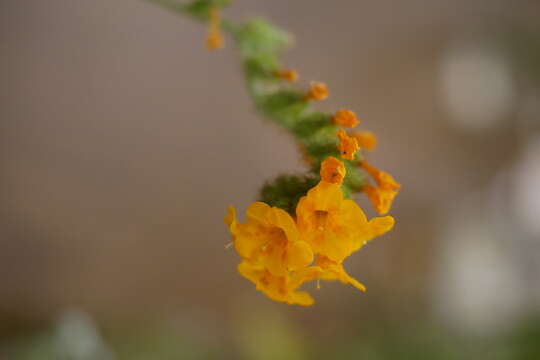 Image of Douglas' fiddleneck