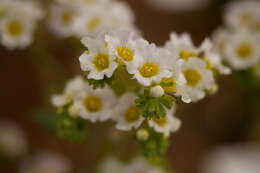 Image of shortlobe phacelia