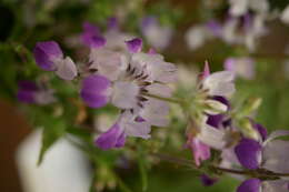 صورة Collinsia heterophylla Buist ex Graham