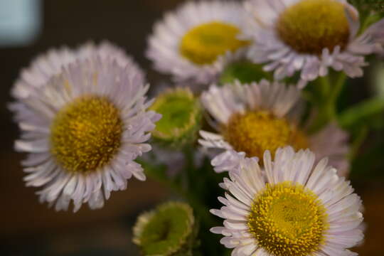 Слика од Erigeron glaucus Ker-Gawl.