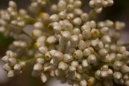 Image of ladies' tobacco