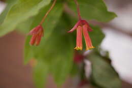 Imagem de Lonicera involucrata (Richards.) Banks ex Spreng.