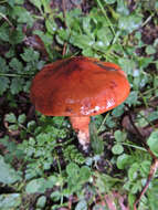 Tricholoma ustaloides Romagn. 1954 resmi