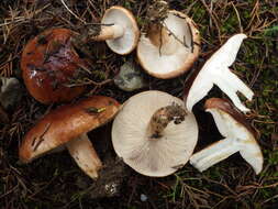 Tricholoma ustaloides Romagn. 1954 resmi