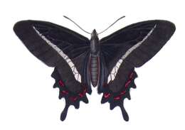 صورة Parides bunichus (Hübner 1821)