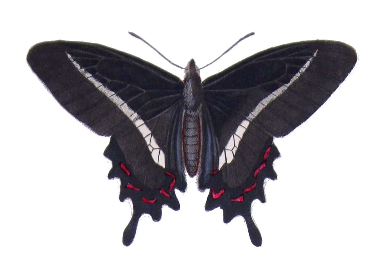 صورة Parides bunichus (Hübner 1821)