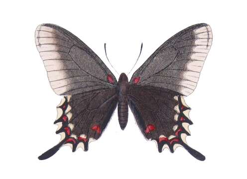 Image of Mimoides lysithous (Hübner (1821))