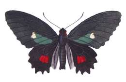 Image de Parides erithalion (Boisduval 1836)