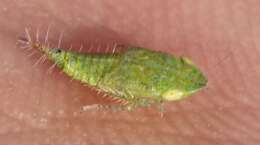 Image of Privet Leafhopper