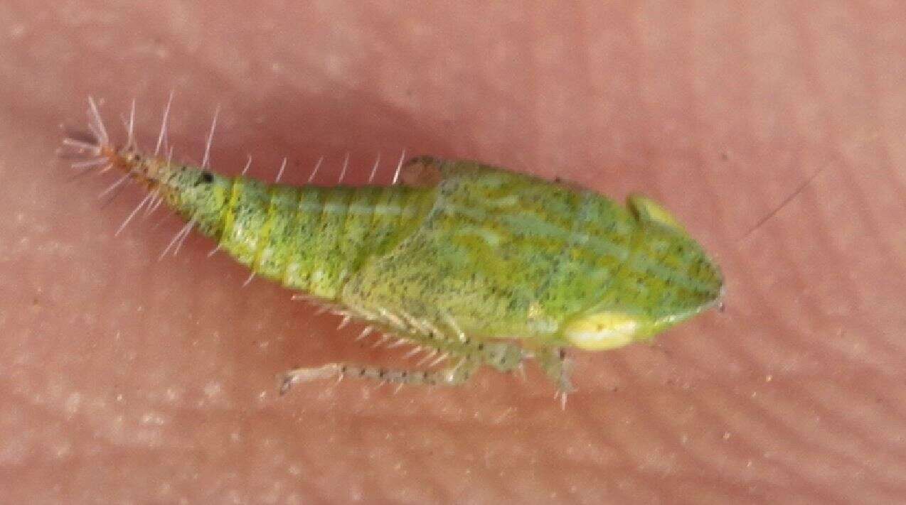 Image of Privet Leafhopper