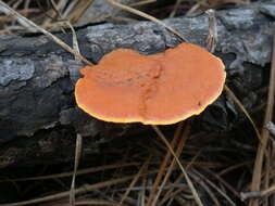 Image of Orange polypore