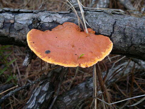 Image of Orange polypore