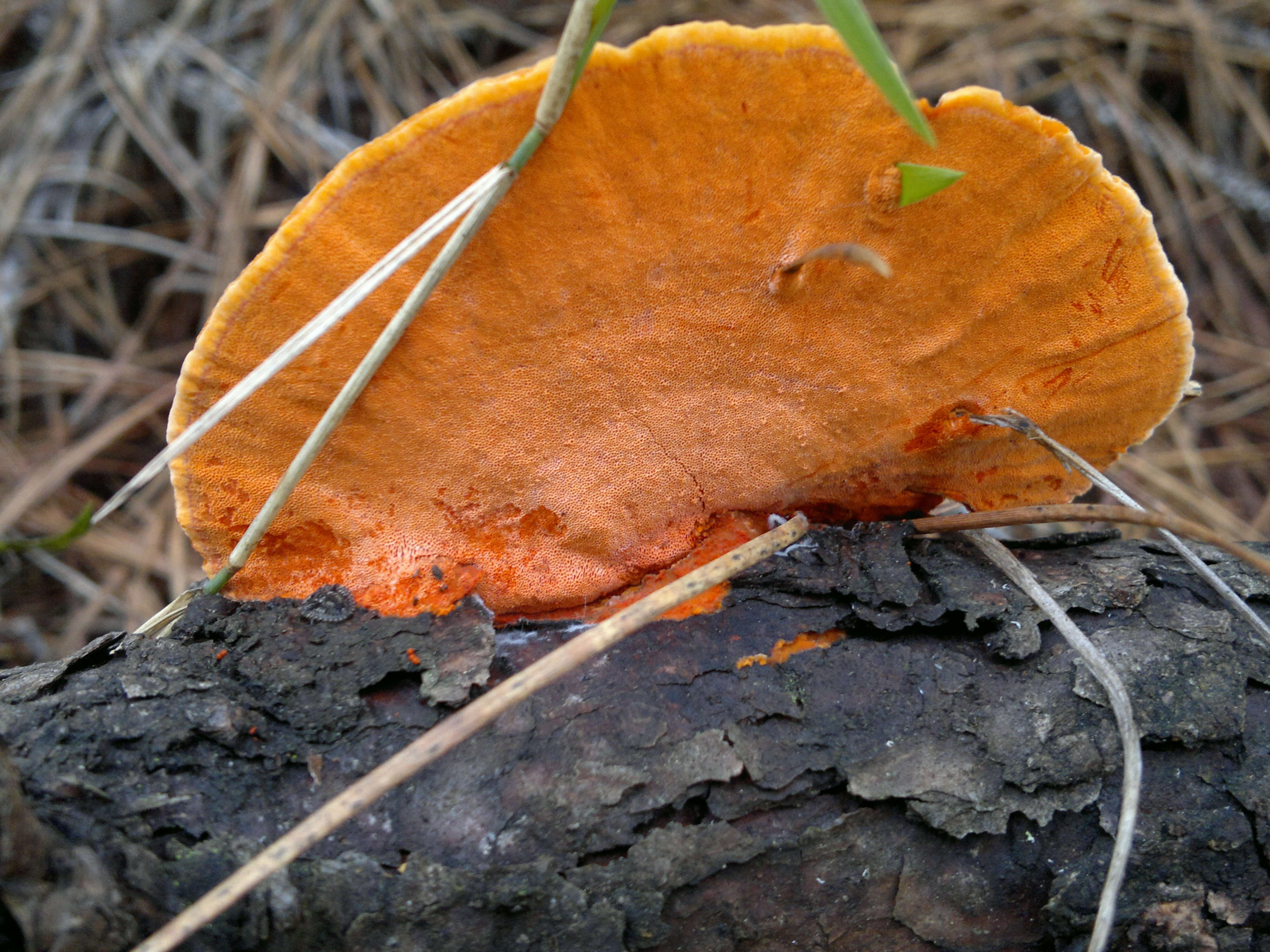 Image of Orange polypore