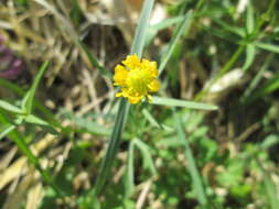 Image of Goldilocks Buttercup