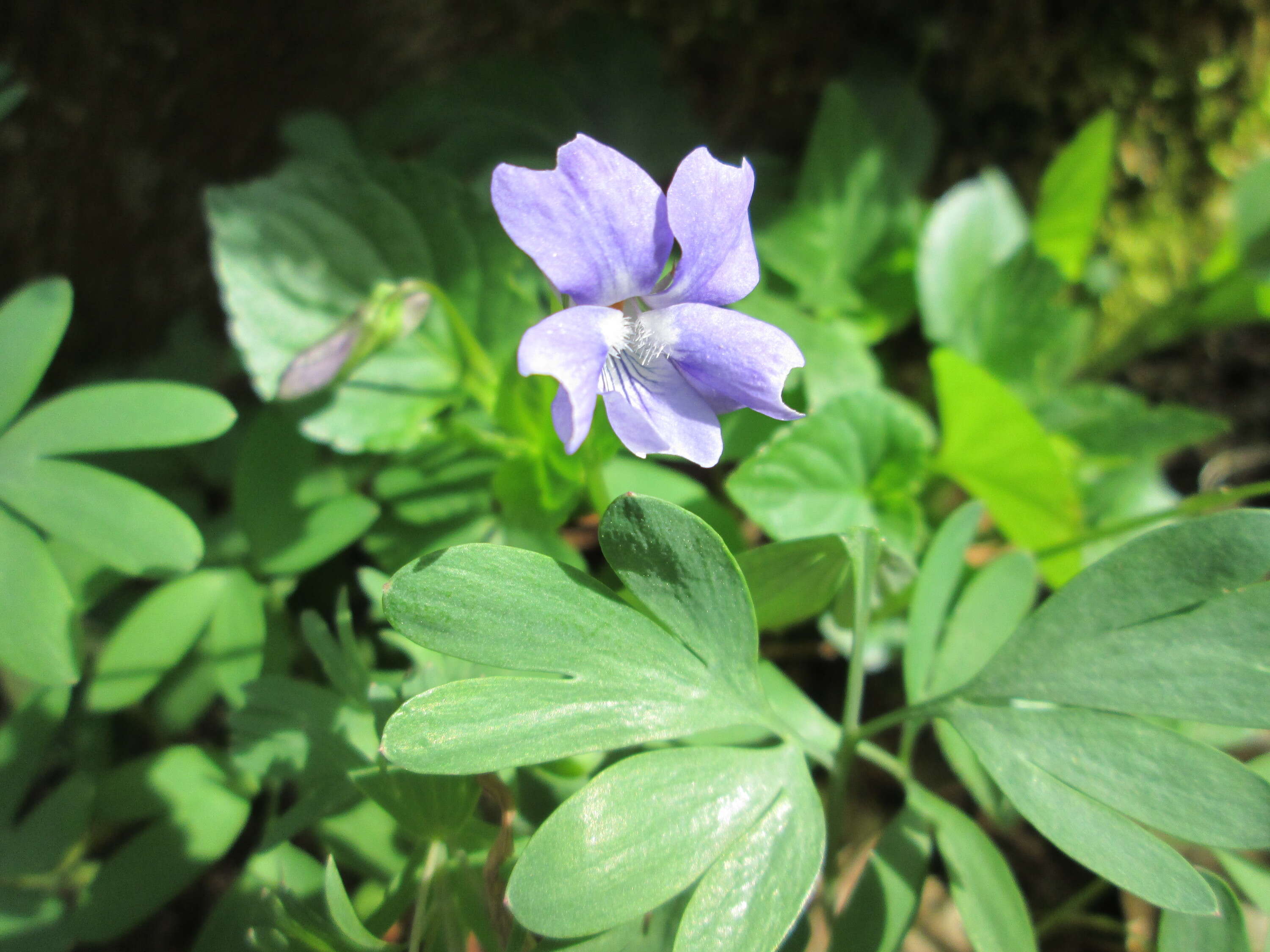 Image of early dog-violet