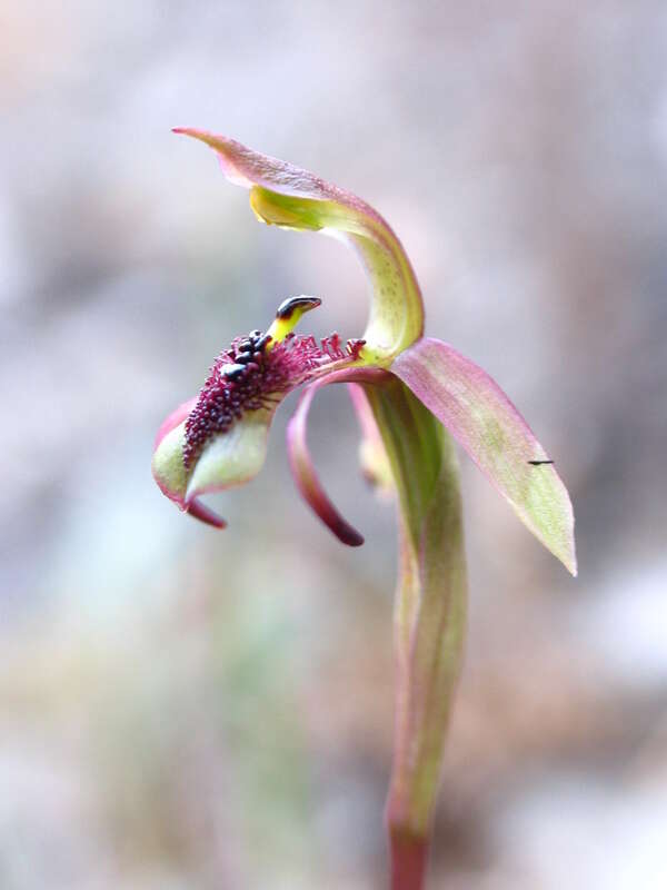 Image of Short-clubbed wasp orchid