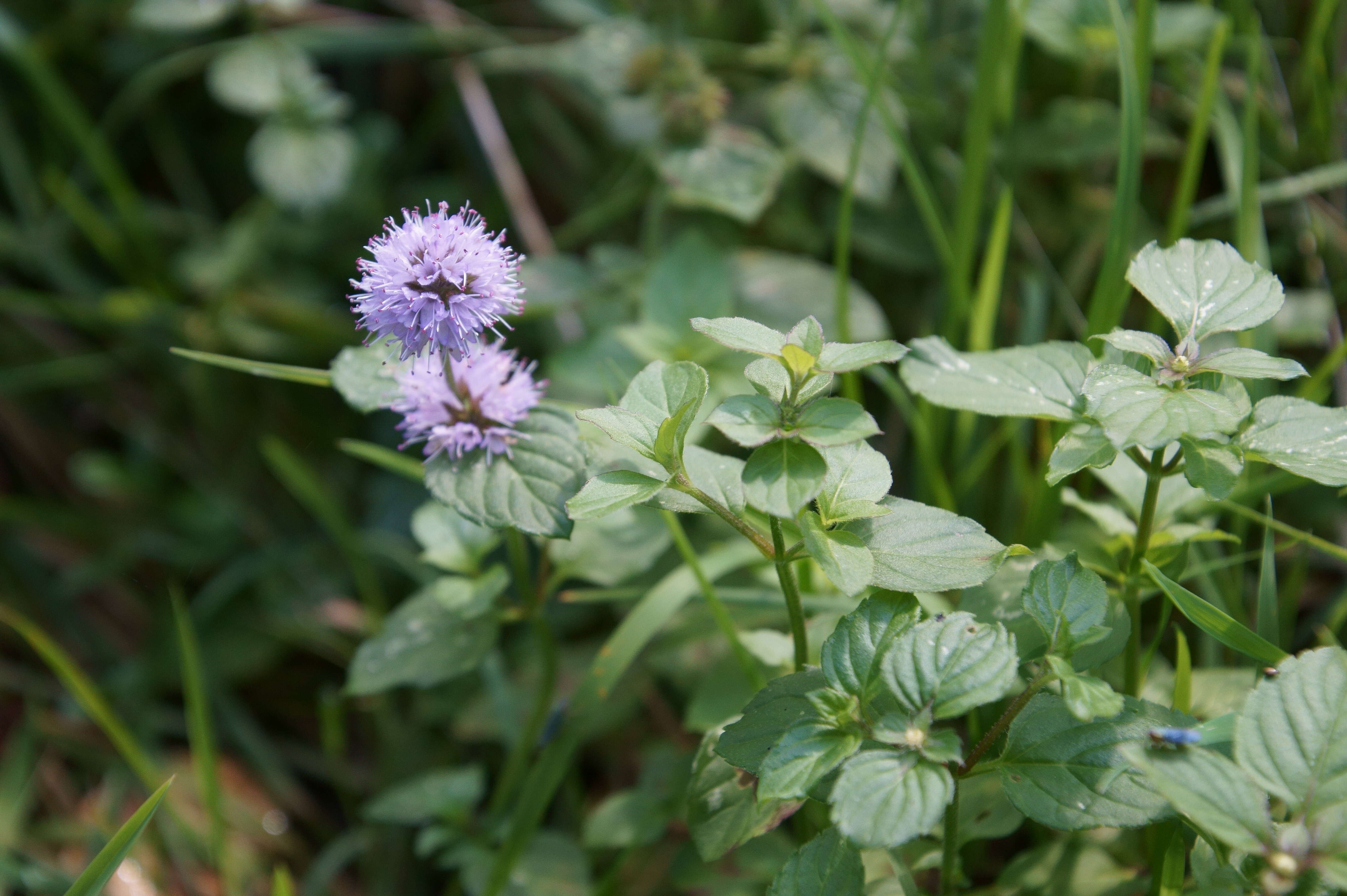 Image of Water Mint