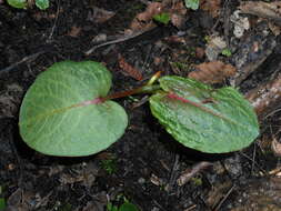 Imagem de Rumex obtusifolius L.