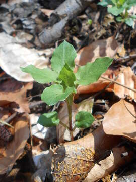 Image of wood stitchwort