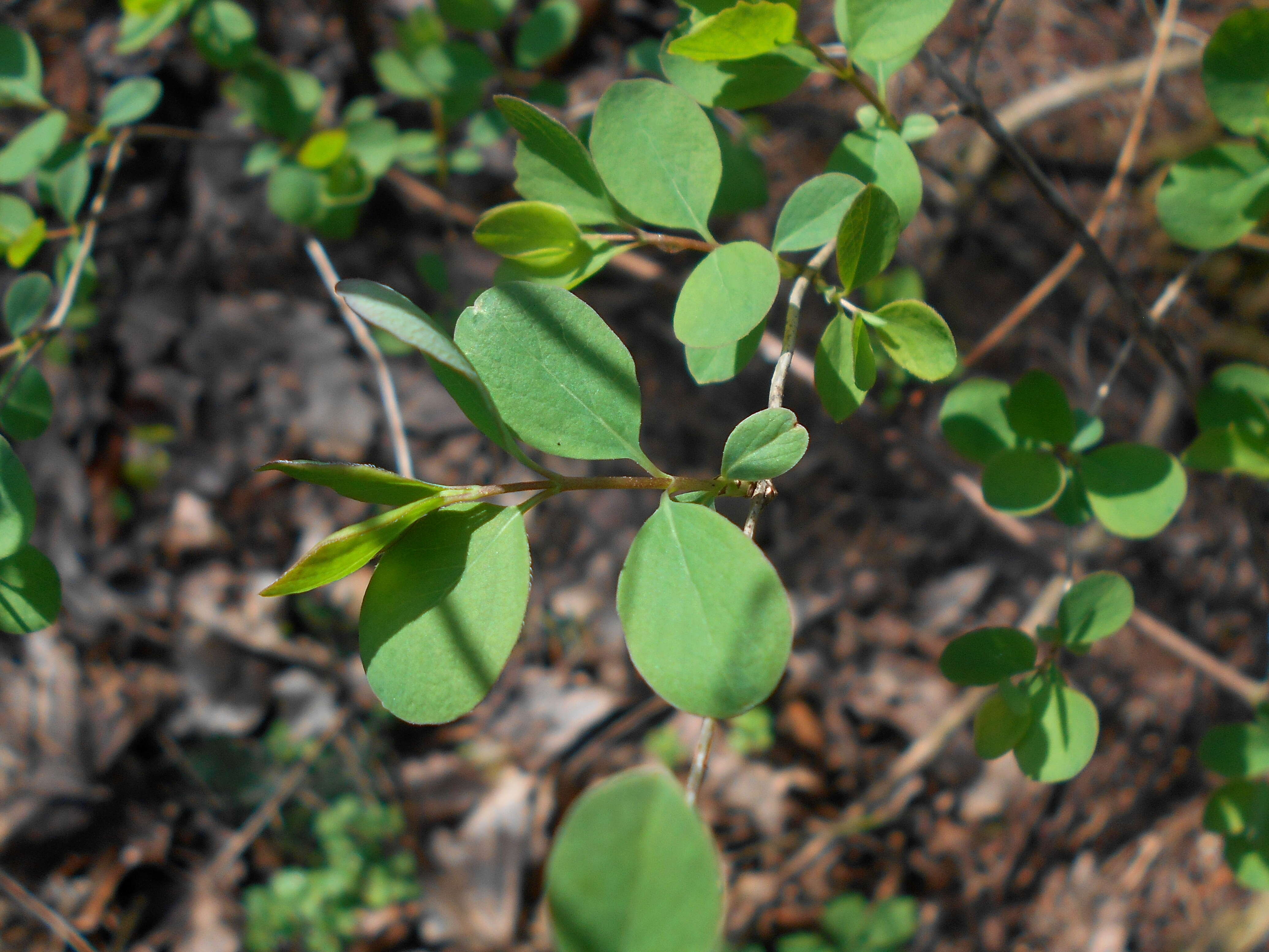 Image of common snowberry