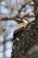 Image of Green-barred Woodpecker