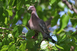 Image of Picazuro Pigeon