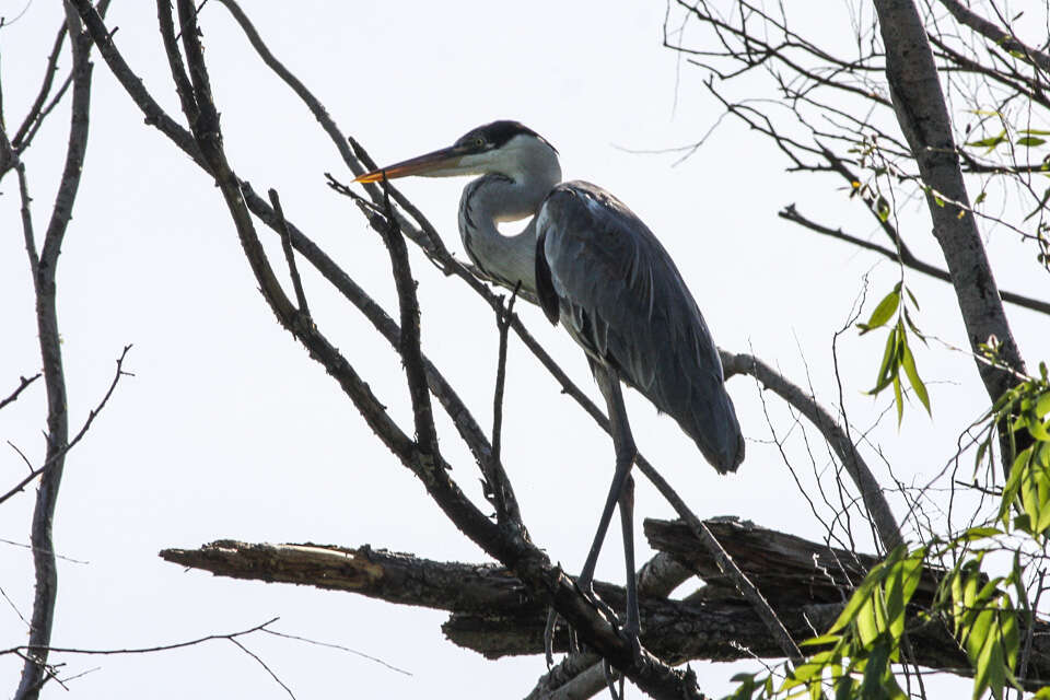 Image of Cocoi Heron