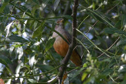 Image of Rufous-bellied Thrush