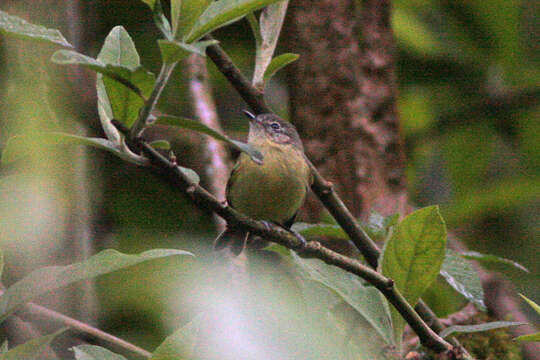 Phylloscartes ventralis (Temminck 1824)的圖片