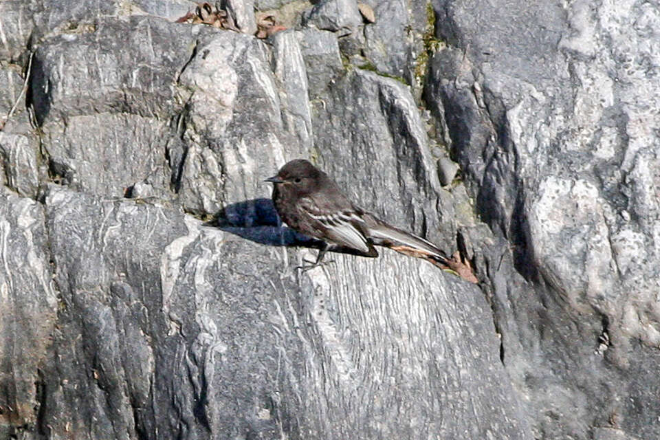 Image of Black Phoebe