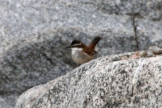 Image of White-winged Cinclodes