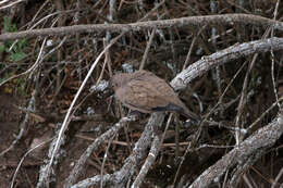 Metriopelia melanoptera (Molina 1782)的圖片