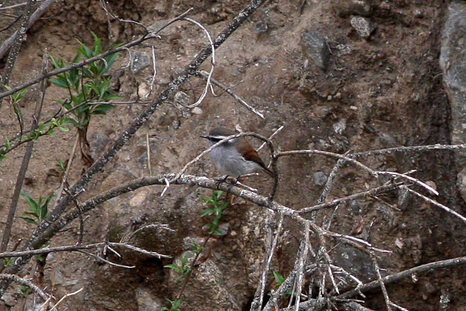 Ochthoeca leucophrys (d'Orbigny & Lafresnaye 1837)的圖片