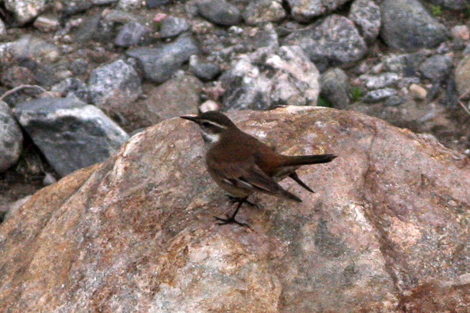 Image of Bar-winged cinclodes