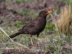 Plancia ëd Turdus chiguanco d'Orbigny & Lafresnaye 1837